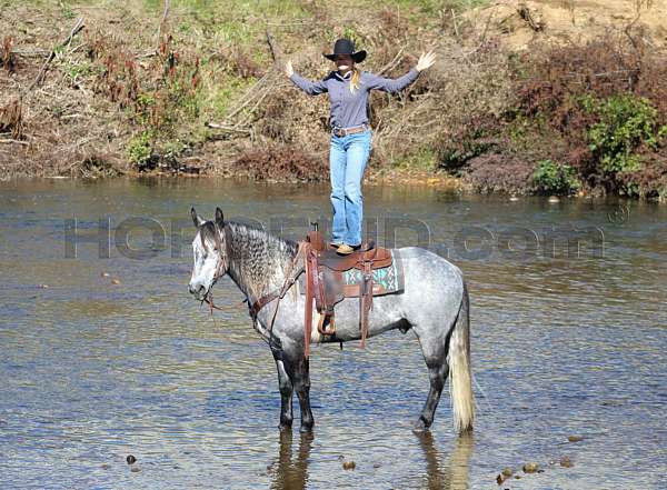 draft-horse