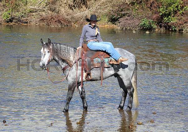 flashy-draft-horse