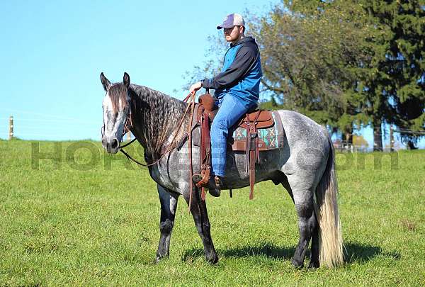 athletic-draft-horse