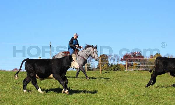 husband-safe-draft-horse