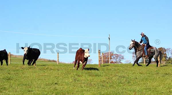 ranch-versatility-draft-horse