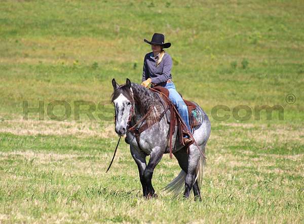 ranch-work-draft-horse