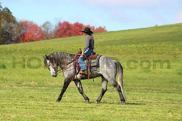 show-draft-horse