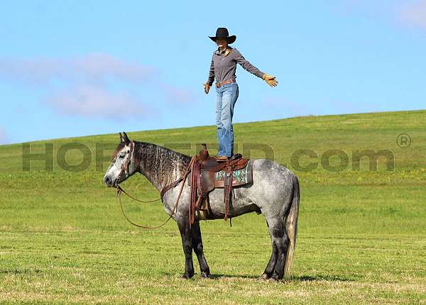 trail-riding-draft-horse