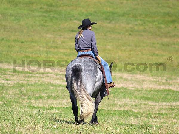 western-riding-draft-horse