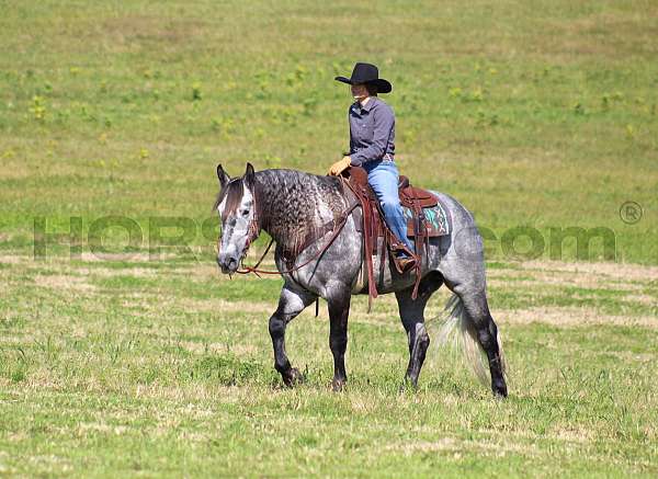 working-cattle-draft-horse