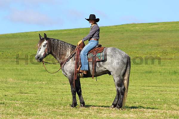 youth-draft-horse