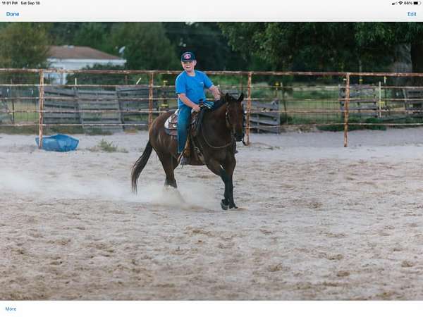 husband-safe-quarter-pony