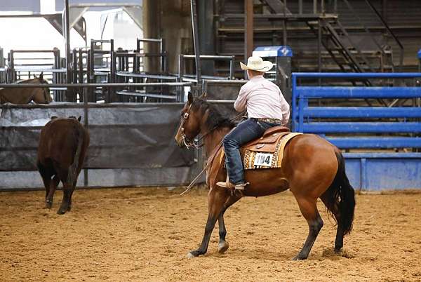 team-penning-quarter-pony