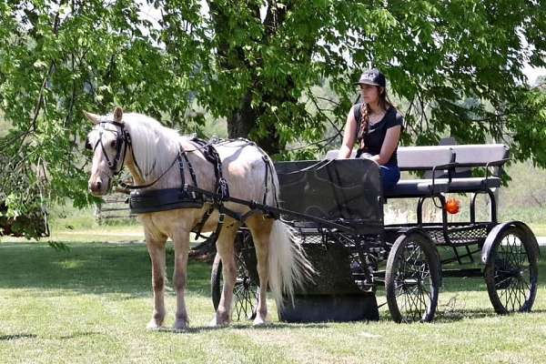 parade-poa-horse