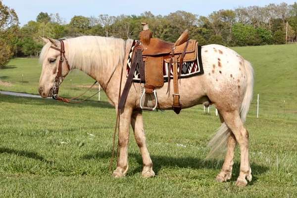 ranch-work-poa-horse