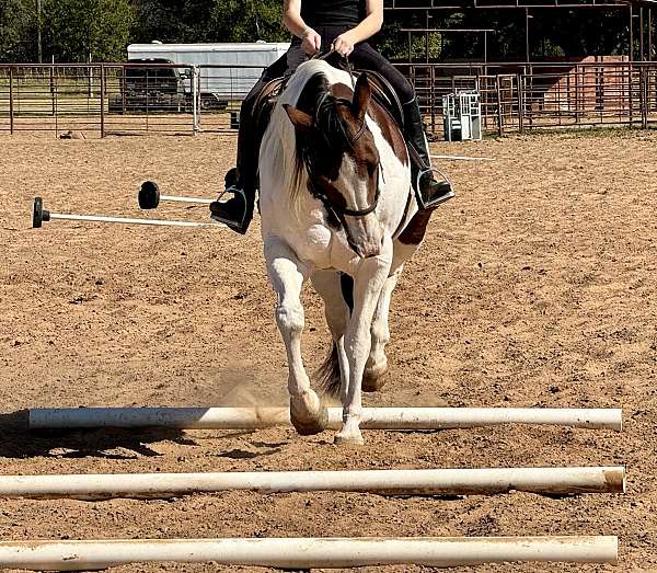 calf-roping-paint-horse