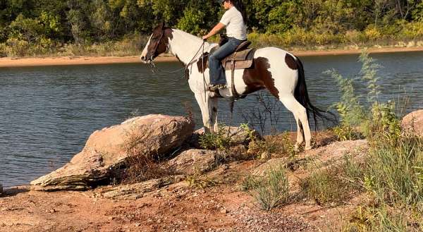 performance-paint-horse