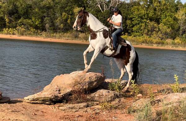 ranch-versatility-paint-horse