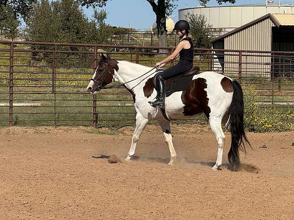 roping-paint-horse