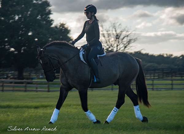 ridden-english-draft-horse