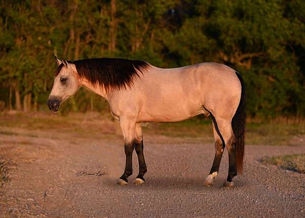 athletic-quarter-horse