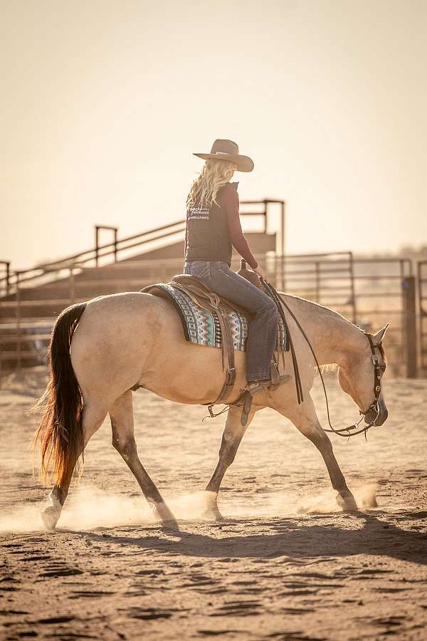 calf-roping-quarter-horse