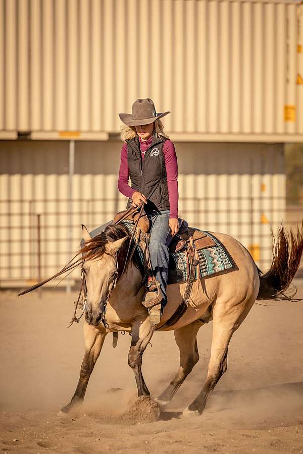 husband-safe-quarter-horse