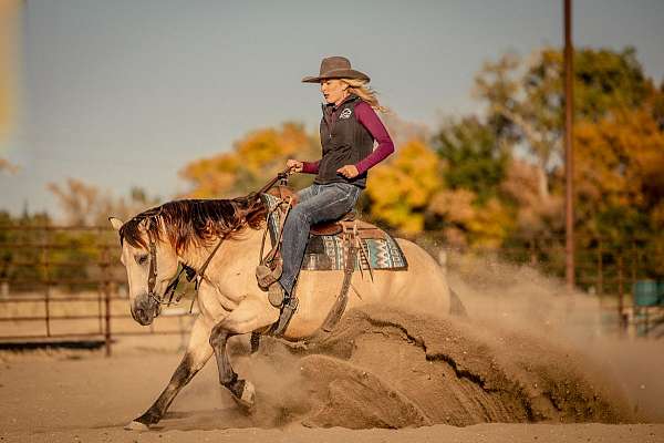 reining-quarter-horse