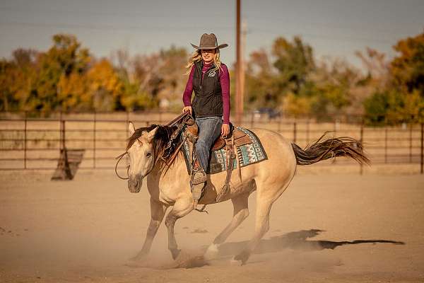 team-penning-quarter-horse