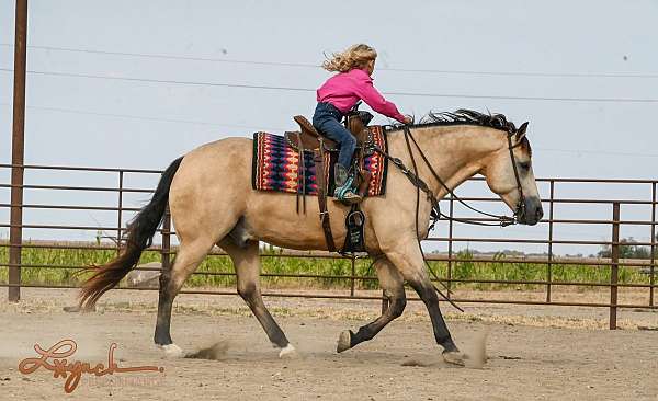 western-riding-quarter-horse