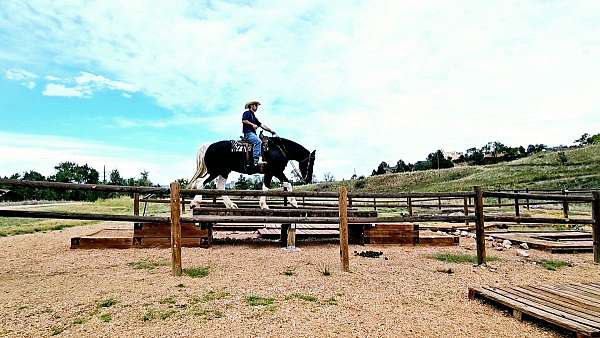 athletic-draft-horse