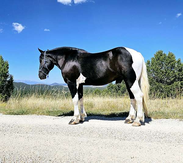 flashy-draft-horse