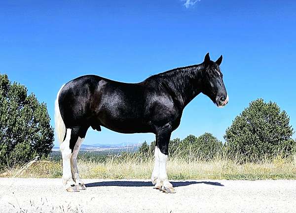 jumping-draft-horse