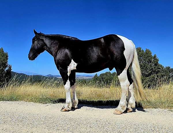 kid-safe-draft-horse