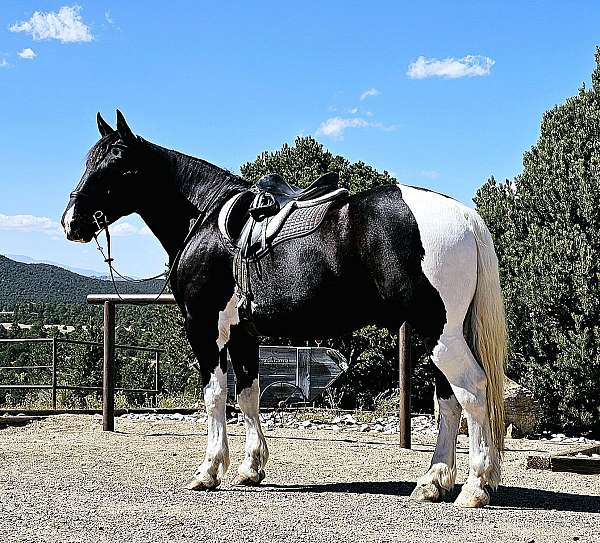 parade-draft-horse