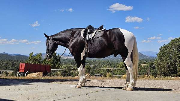 performance-draft-horse