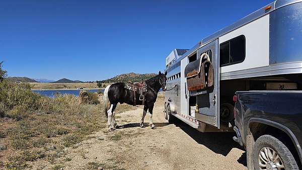 ridden-english-draft-horse