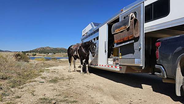 ridden-western-draft-horse