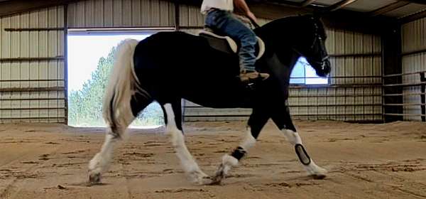 show-draft-horse