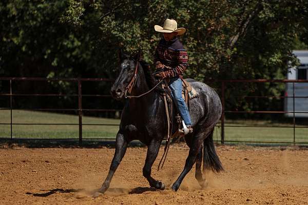 calf-roping-quarter-horse