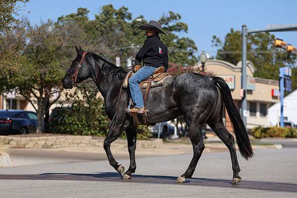 athletic-quarter-horse