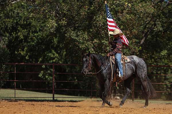 flashy-quarter-horse