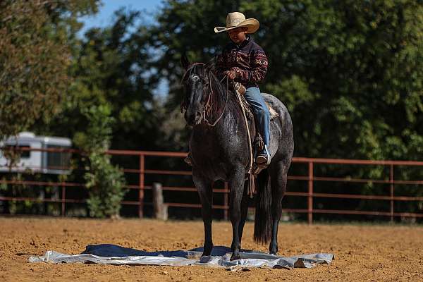 husband-safe-quarter-horse