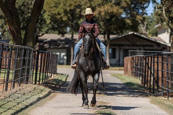 ranch-versatility-quarter-horse