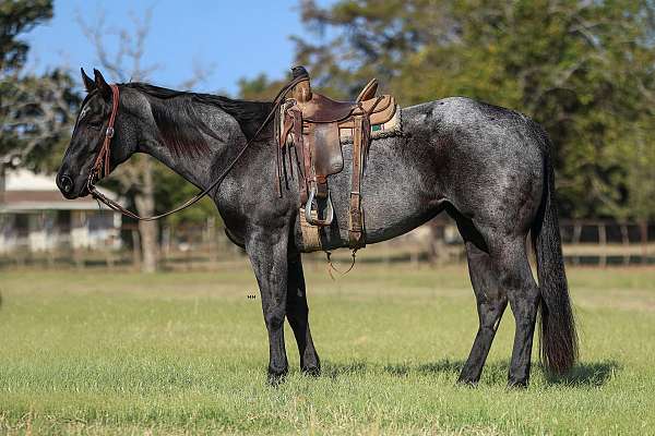 ranch-work-quarter-horse