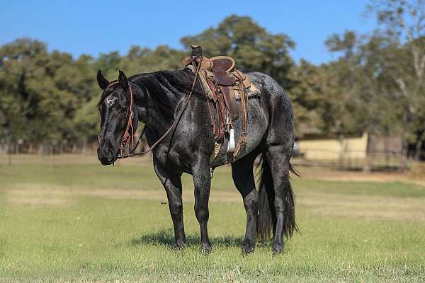 roping-quarter-horse