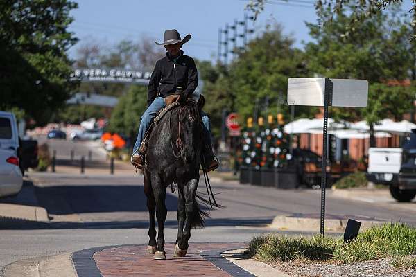 show-quarter-horse