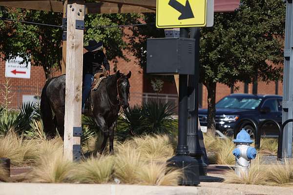 western-riding-quarter-horse