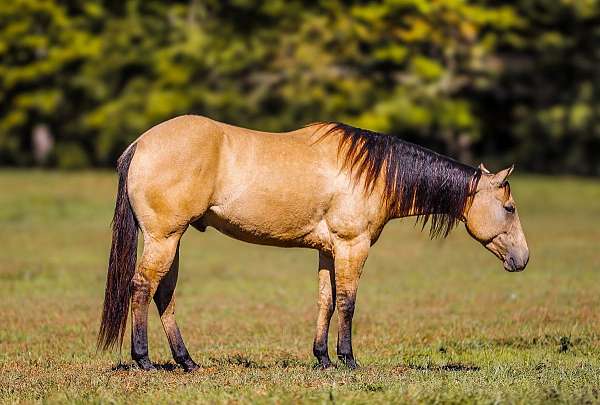 athletic-quarter-horse