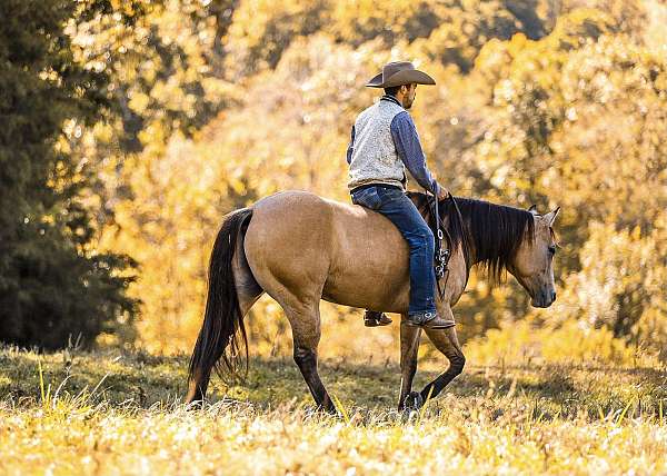 husband-safe-quarter-horse