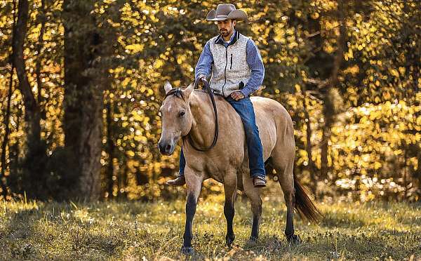 parade-quarter-horse