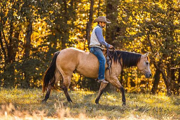 ranch-versatility-quarter-horse