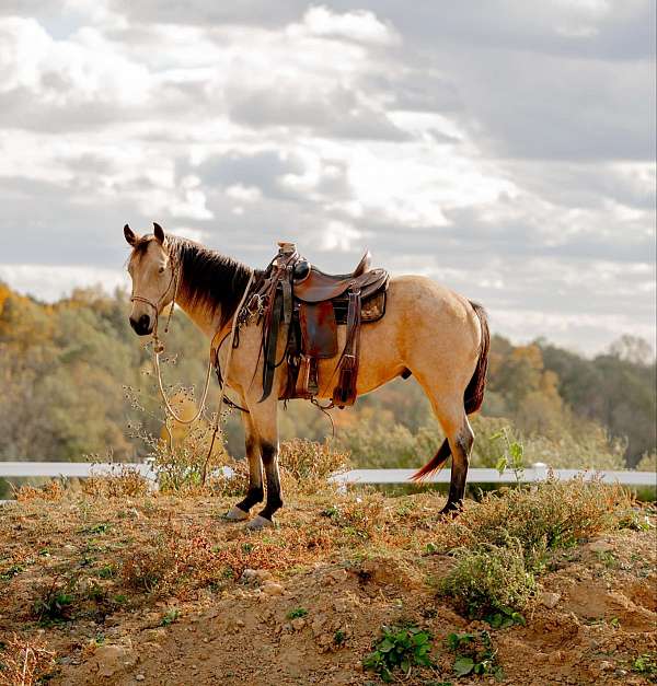 calf-roping-quarter-horse