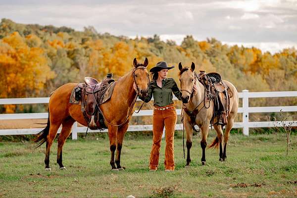 husband-safe-quarter-horse